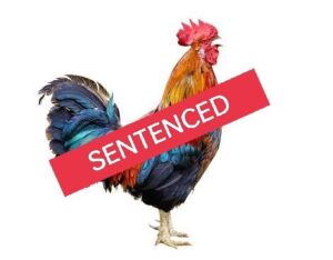 IMG 20230406 174658 A Cockerel sentenced to death by Kano Court